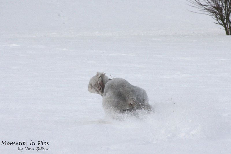 Airis Blue Volshebny Svet 2010-01-31 (5).JPG